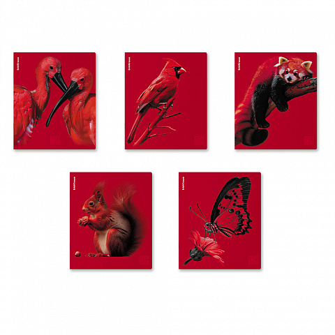 Тетрадь 48л А5 ErichKrause "Scarlet" клетка, Soft-toush, лак, 64868 (5/100)